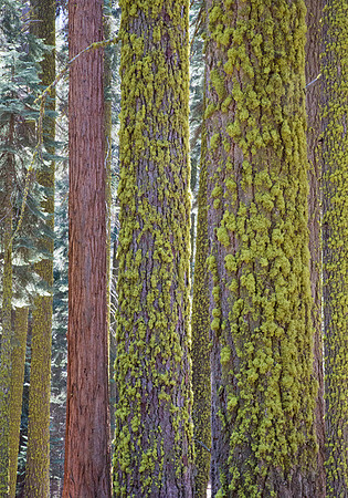 Sequoia 3