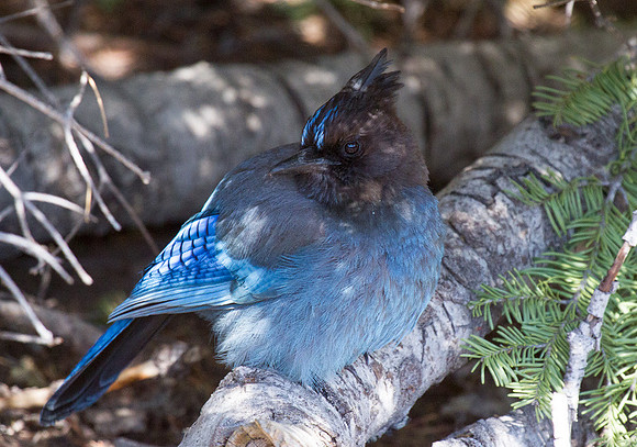 Stellar's Jay