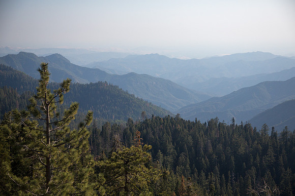 Sequoia Landscape