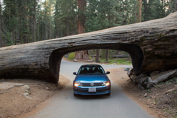 Sequoia Tunnel
