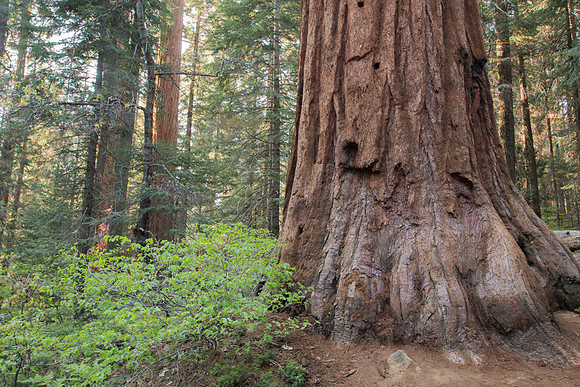 Sequoia Foot