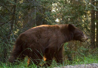 Brown Bear