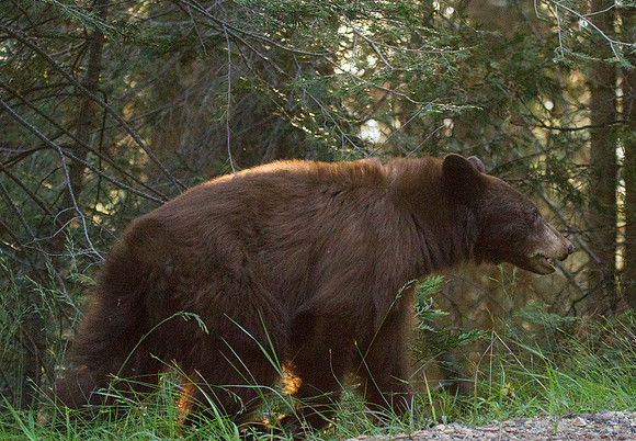 Brown Bear