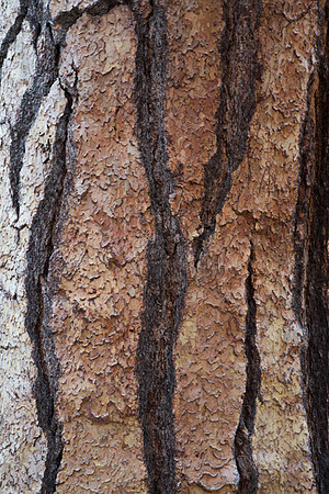 Sequoia Bark 1