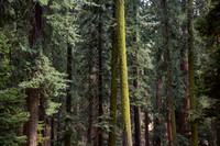 Sequoia 4