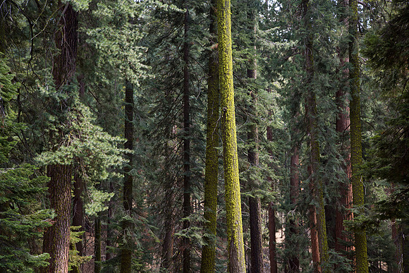 Sequoia 4