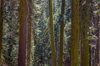 Sequoia 2
