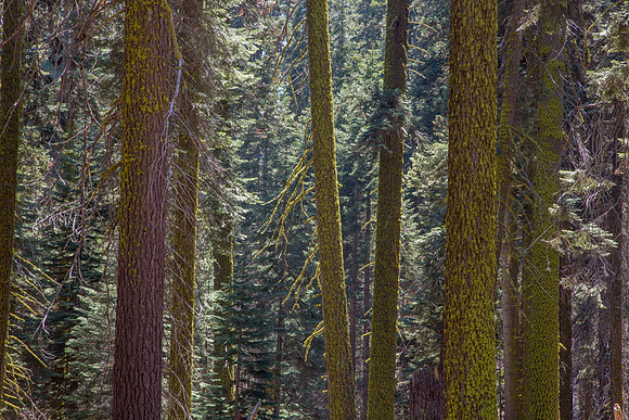 Sequoia 2