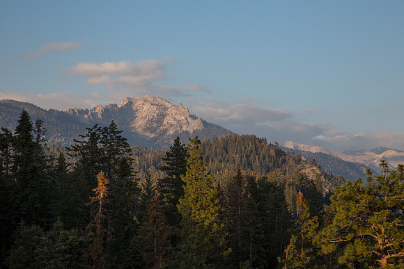 Sequoia View