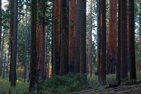 Sequoia 5