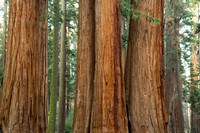 Sequoia 6