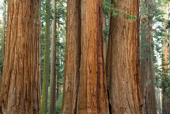 Sequoia 6