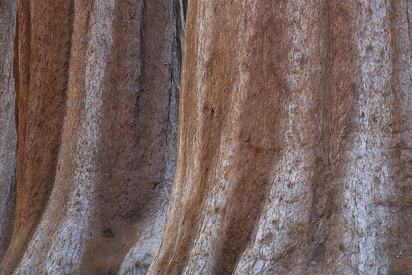 Sequoia Trunk 1