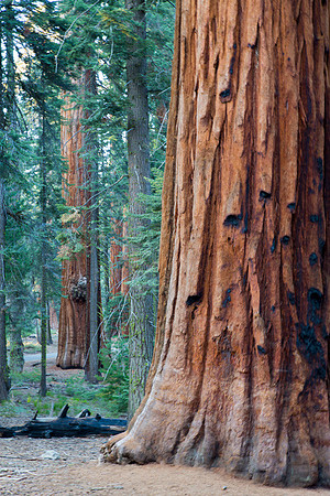 Sequoia 9