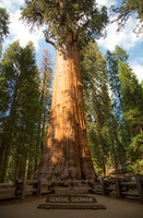 General Sherman