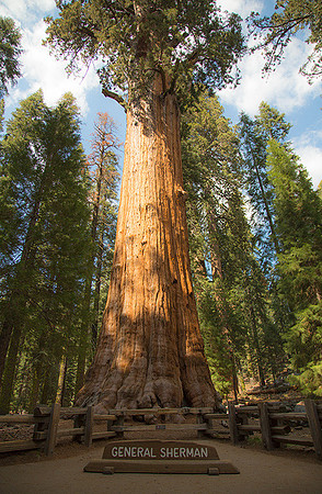General Sherman