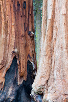 Sequoia 11