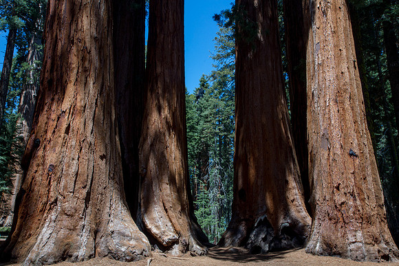 Sequoias 1