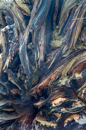 Sequoia Roots 3