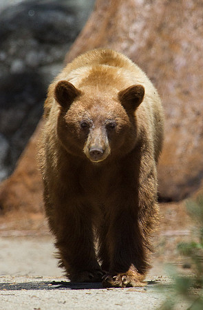 Stalking Brown Bear