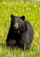 Black Bear 1