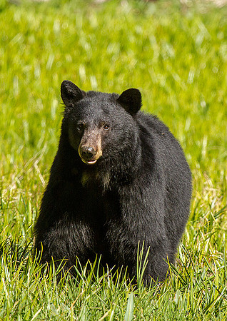 Black Bear 1