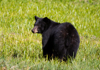 Black Bear 2