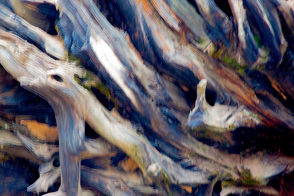 Sequoia Roots 2