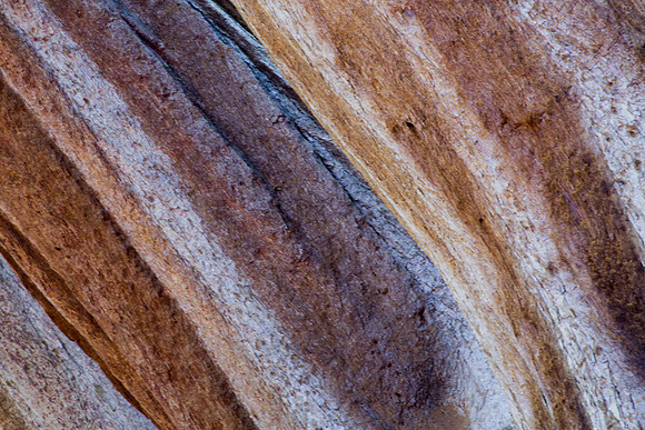 Sequoia Trunk 2