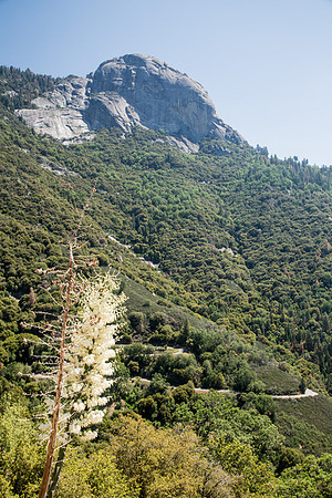 Sequoia Road 1