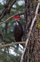 Pileated Woodpecker