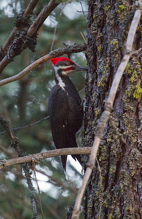 Pileated Woodpecker