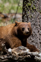 Resting Brown Bear