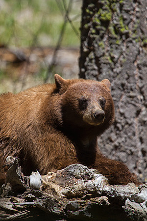 Resting Brown Bear