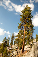 Exit Scene from Sequoia