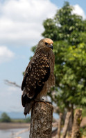 Brahminy Kite