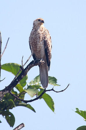 Whistling Kite 2