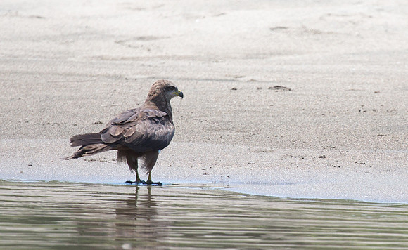 Variable Goshawk On Karawari River