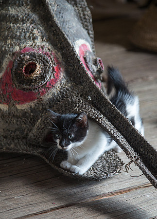 Kitten and Mask at Korosaweri Village 2