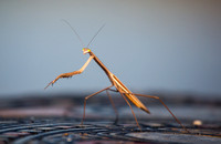 Mantis 1
