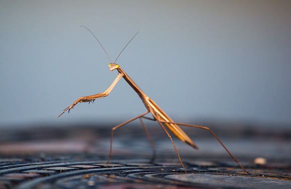 Mantis 1