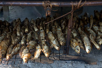 Cooking Fish at Mindibit Village
