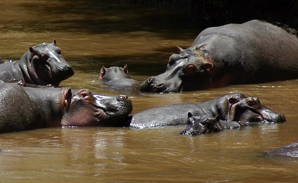 Hippos 7