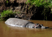 Hippos 2