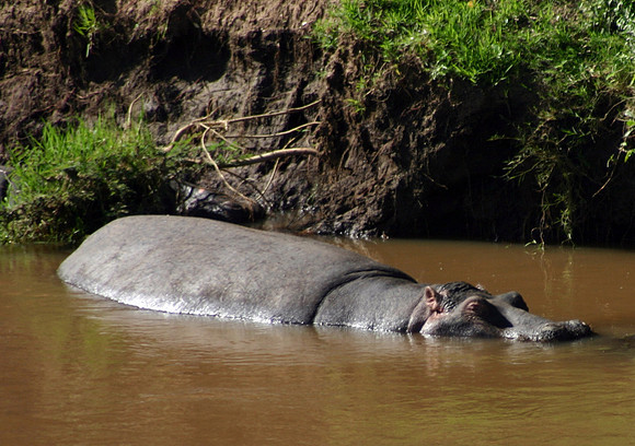 Hippos 2