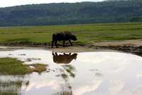Cape Buffalo at Nakuru 1