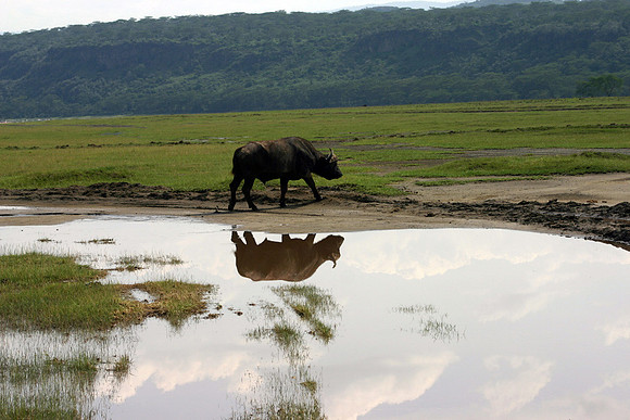 Cape Buffalo at Nakuru 1