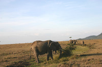 Elephants 8