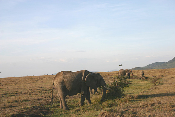 Elephants 8