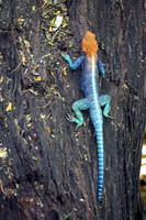 Agama Lizard 2